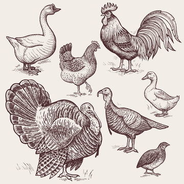 Graphic illustration - poultry goose, rooster, chicken, turkey,