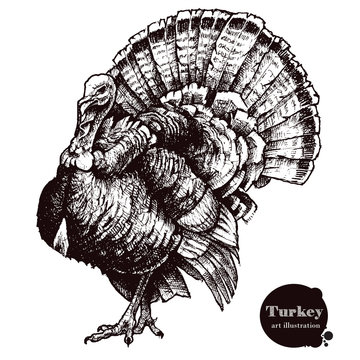 Turkey vector illustration. Thanksgiving Day