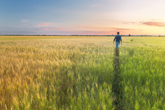 man in a wheat field / sunset field, evening photo Ukraine