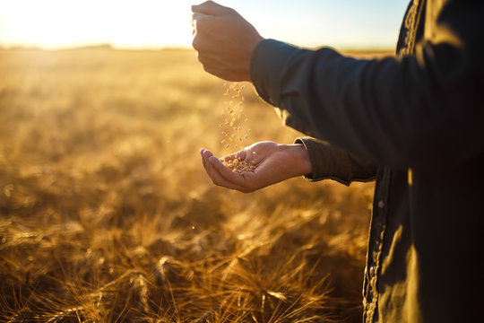 The hands of a farmer close-up holding a handful of wheat grains in a wheat field.
Copy space of the setting sun rays on horizon in rural meadow Close up nature photo Idea of a rich harvest
