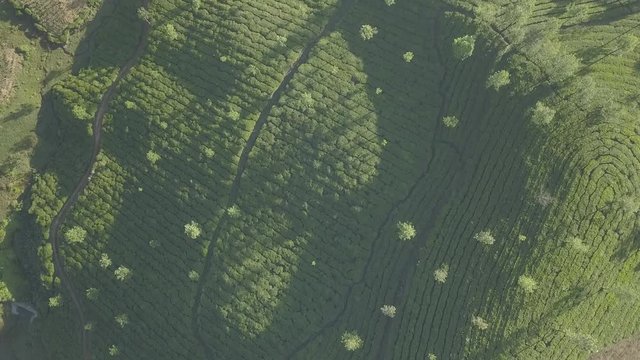 Teeplantage Tea plantation in India Munnar kerala drone shot Fair von oben