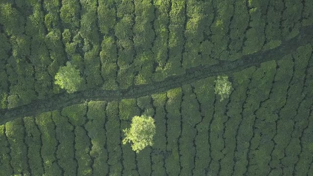 Teeplantage Tea plantation in India Munnar kerala drone shot Fair von oben