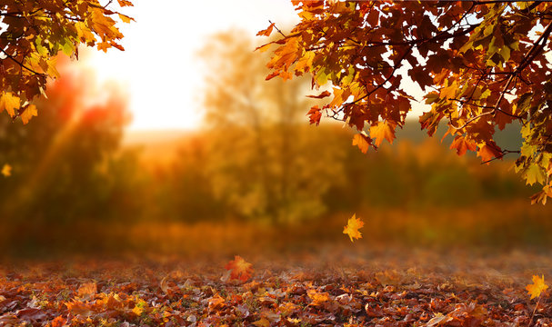 Beautiful autumn landscape with. Colorful foliage in the park. Falling leaves natural background