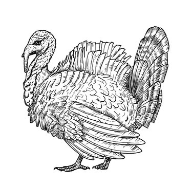 Drawing of domestic turkey bird - hand sketch of adult male, black and white illustration