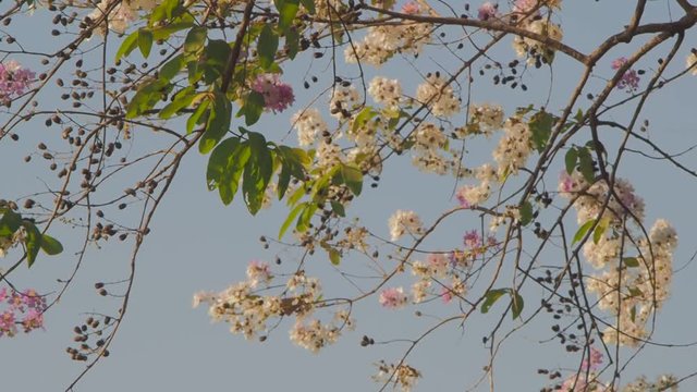 view panning beautiful Pride of india flowers (Lagerstroemia speciosa) blossom on tree branches with green nature background, other names Queen's flower, inthanin, queen's crape mytle, Jarul.