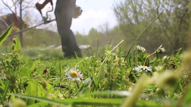 Man mows green wild grass with brush cutter, hd video