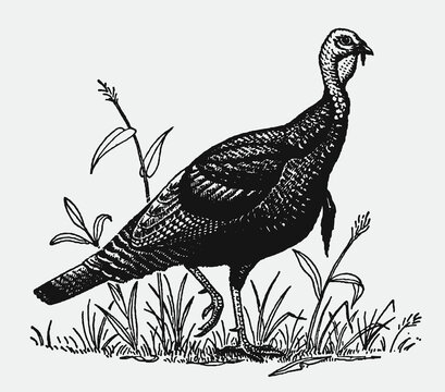 Male wild turkey meleagris gallopavo walking through grasses. Illustration after antique engraving