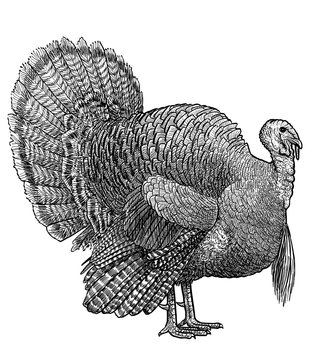 Turkey illustration, drawing, engraving, ink, line art, vector