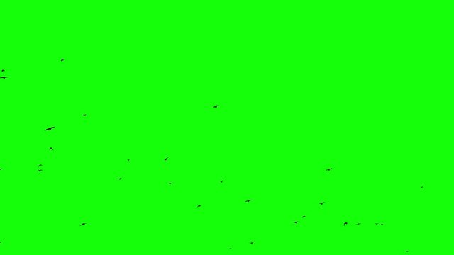 Flock of birds fliying from the right to left Seamless Loopable footage Chroma key composition