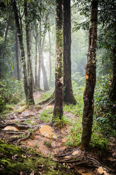 Papua New Guinea. Pools of mud on a section of the Kokoda Trail.