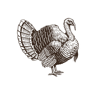 Updated illustration of turkey. Hand drawn illustration in engraving or woodcut style. Manufacturing meat and eggs vintage produce elements. Badges design elements for the turkey cock manufacturing