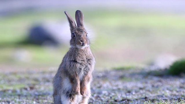 rabbit hare sit on ground close view details head and ears moving nose