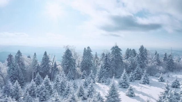 Drone footage flying over a snow covered pine forest