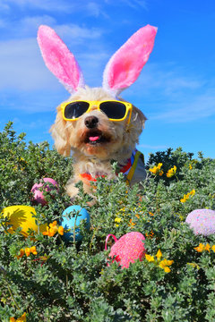 funny easter bunny dog