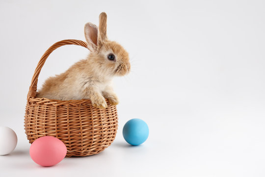 Easter bunny rabbit in basket with colorful eggs