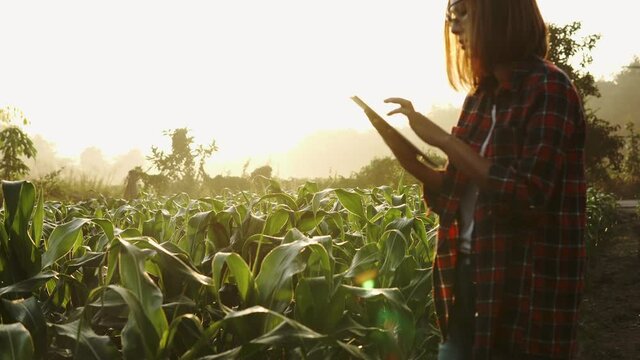 Young woman farmer with digital tablet Checking the integrity of the corn field of agriculture. Smart eco a harvesting agriculture farming
