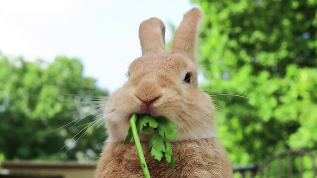 Closeup of Rufus Rabbit mouth eating parsley outside green trees