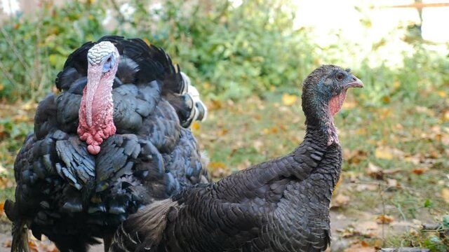 Domestic turkeys walking in paddock. Pasture raised turkey on private farm. Large male and female turkeys with red crest and red snood walking on sunny day in summer. 4 k video