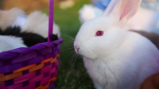 Close up, white rabbit and chick near Easter basket