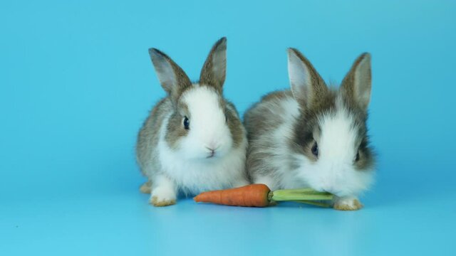 Two rabbit move on blue screen. Little brown and white bunny rabbit eating carrot. 