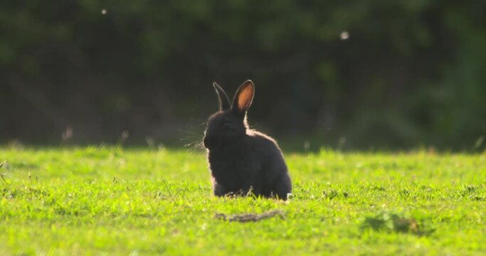 Cute dark baby bunny rabbit licks fur whiskers Summer meadow flower seeds drift by slow motion