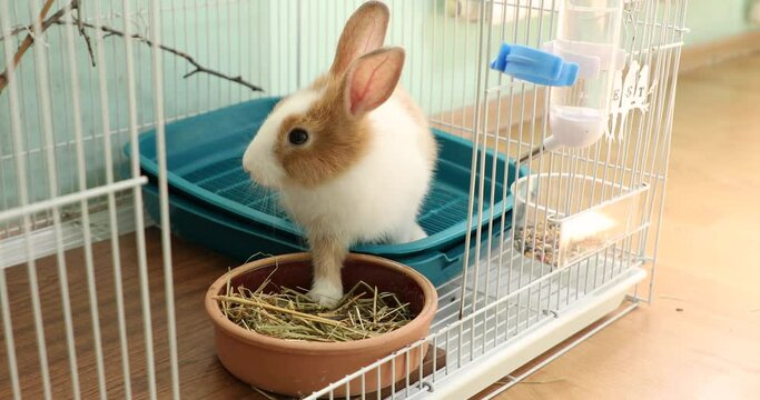 3 months old bunny rabbit eating hay food close up