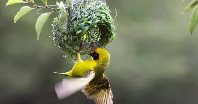 Slow motion.Close-up.Southern masked weaver bird displaying to attract a female to his new nest home 