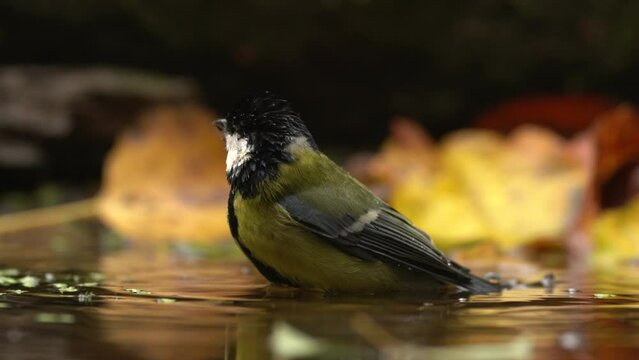 Song bird bath in the water, autumn wildlife with yellow leaves. Great Tit, Parus major, black and yellow bird in the nature habitat. Tit in the forest. Clean and swim in the water.