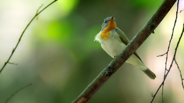 Red-breasted flycatcher (Ficedula parva) call, bird singing