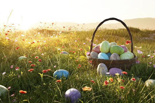 Easter Eggs Basket in a Flowerfield