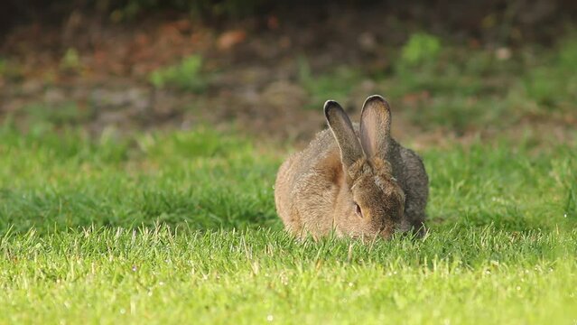 European rabbit - Oryctolagus cuniculus