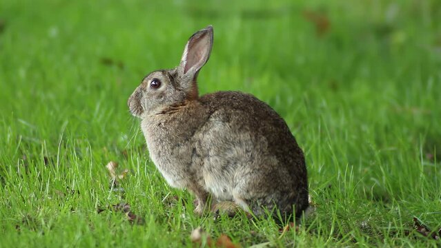 European rabbit - Oryctolagus cuniculus