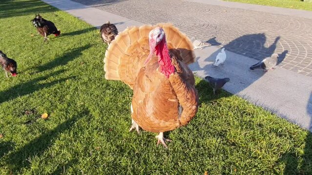 A beautiful yellow turkey walks around farm in summer. Breeding poultry for holiday food