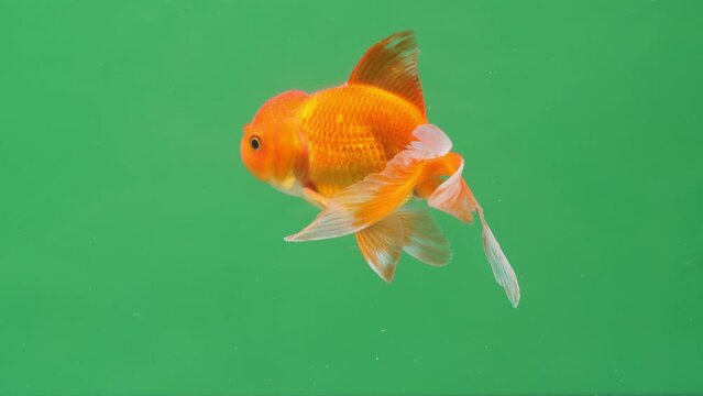 Gold Fish On Green Screen Background
