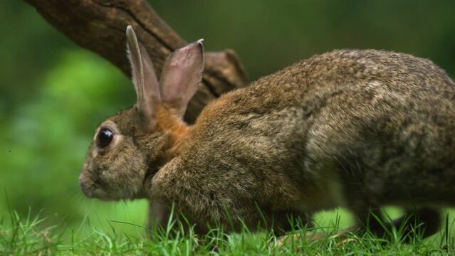 low extreme close up of a rabbit in bright green grass hopping and walking along sniffing the air win the woods, slow motion