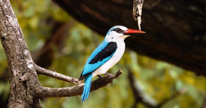 Africa Woodland kingfisher on a tree in game reserve, Kenya, African safari bird