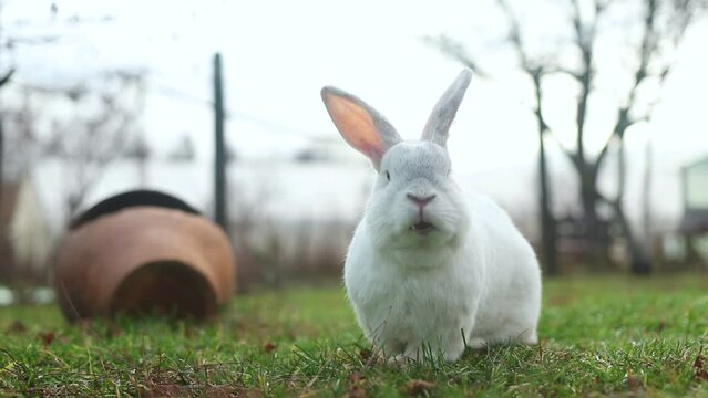 Fluffy white rabbit is eating grass in the backyard