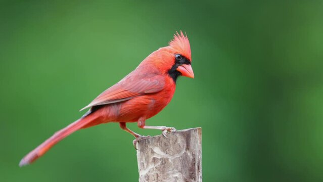 Male Cardinal on a post with crest extended