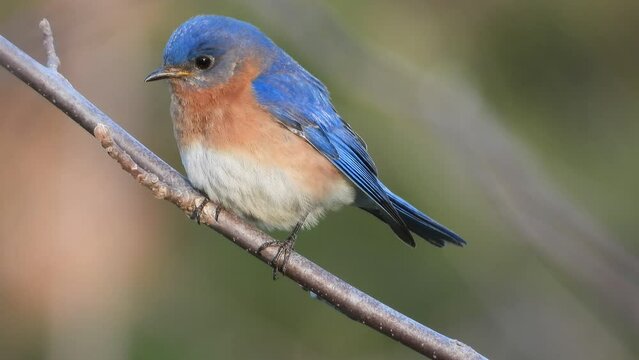 close up view on a beautiful Eastern Bluebird, Sialia sialis, North American migratory bird