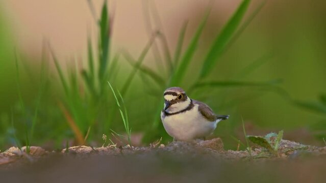 Little Ringed Plover - Charadrius dubius small wading bird in the lake of fresh water, feeding and nesting, sitting on eggs on the side of the pond early in the morning. Shy bird on the ground nest.