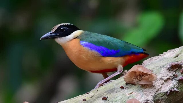 Blue winged pitta bird