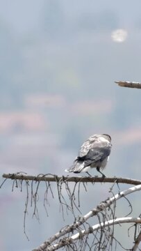 Vertical footage of a hooded crow perching on the branch of the tree