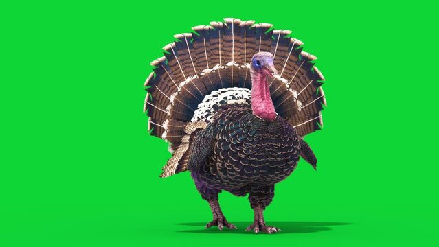 Turkey Walkcycle Green Screen Front Loop Animals 3D Rendering Animation 4K