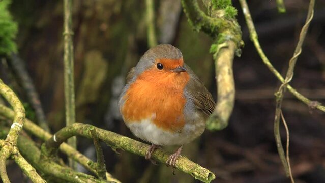 Robin Red breast bird close up of beautiful animal in England. Winter scene England UK 4K