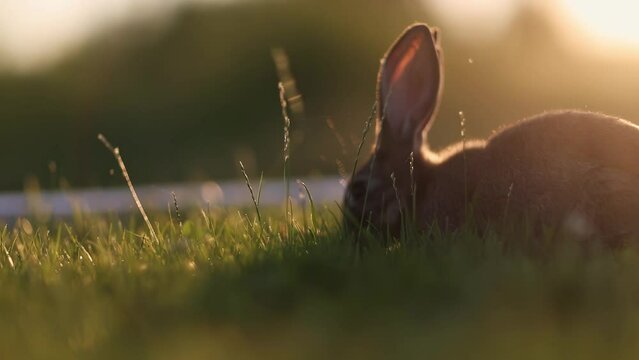 Rabbit on a meadow or bunny on a green grass with creamy bokeh, sunset or sunrise, year of the rabbit bunny