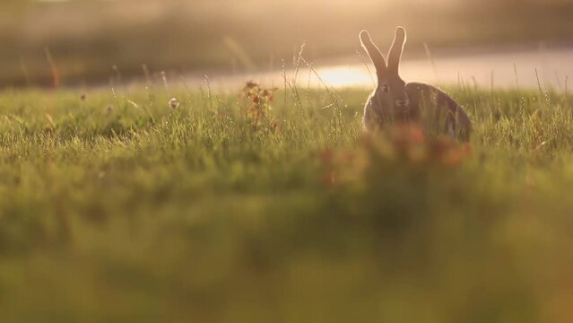 Rabbit on a meadow or bunny on a green grass with creamy bokeh, sunset or sunrise, year of the rabbit bunny