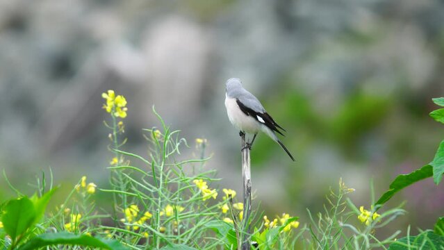 Wildlife - birds. The Lesser Gray Shrike (Lanius minor) bird lives in agricultural lands and low heaths. They feed on insects and fruits such as cherries, figs and mulberries.