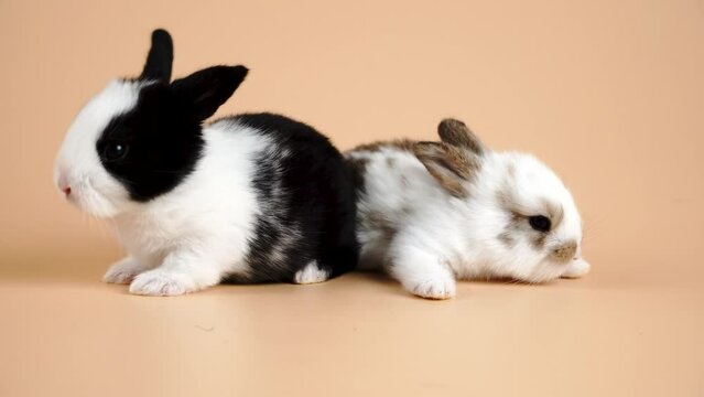 Two healthy family baby rabbits bunny sitting playful together on yellow background. Furry hair brother and sister lovely rabbits bright eyes sitting on pastel orange background. Family easter animal.