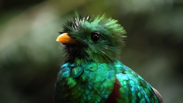 Close-up of a male resplendent quetzal singing. Endangered bird