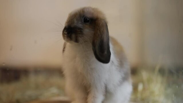 Closeup of cute rabbit in a pet shelter, domestic animals, rescued bunny